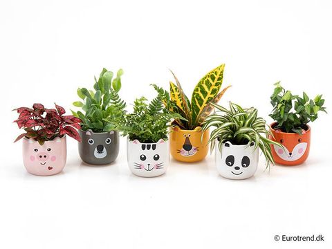 Houseplants MIX