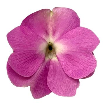 Impatiens COLORPOWER VIOLET
