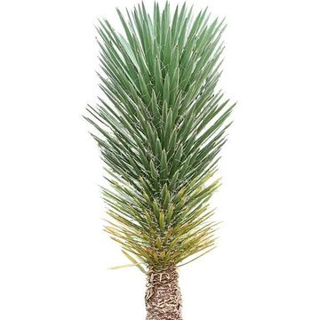 Yucca filifera