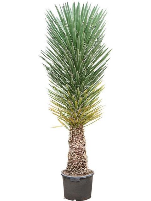 Yucca filifera