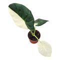Alocasia 'Regal Shields Variegata'