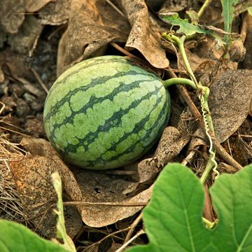 Cucumis melo