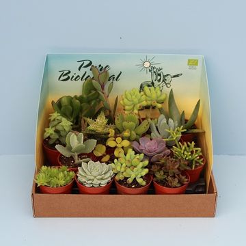 Succulenten MIX