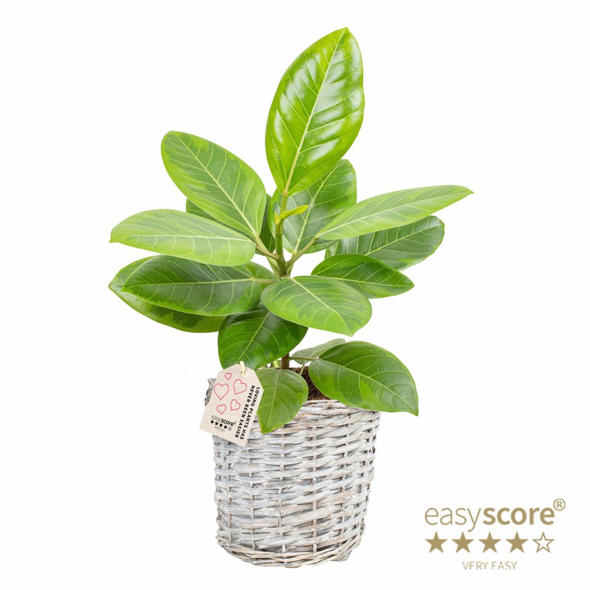 Ficus altissima — Plant Wholesale FlorAccess