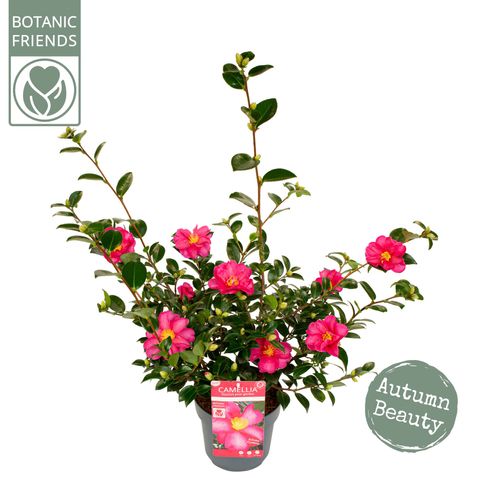 Camellia sasanqua 'Red Premium'