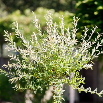 Ива integra 'Хакуро-нишики'