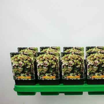 Phlox 'Mystique Green'