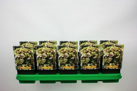 Phlox 'Mystique Green'