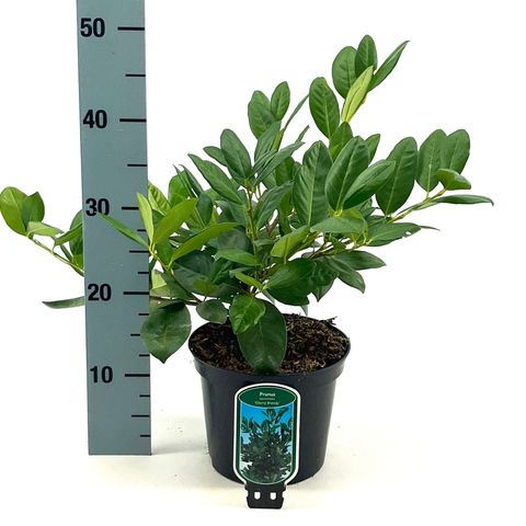 Prunus laurocerasus 'Cherry Brandy'