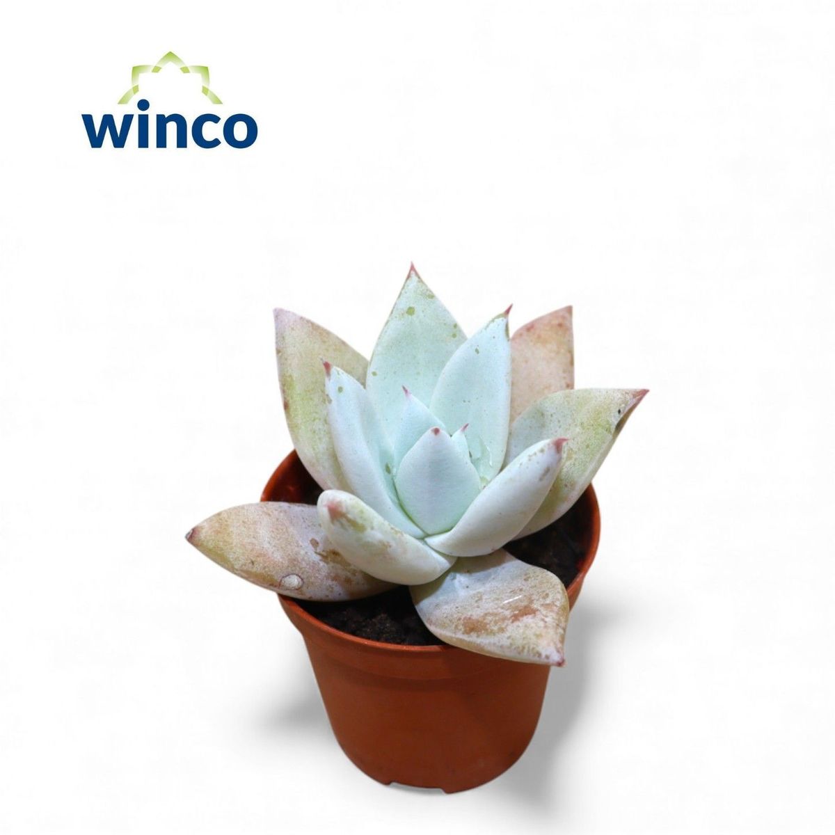 エンパス錦 Echeveria empas variegated 00e3d21a494367afee66c30100e716