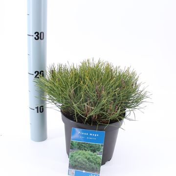 Pinus mugo pumilio