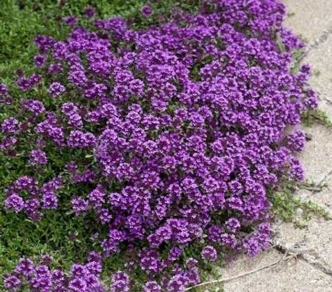 Thymus praecox 'Purple Beauty'