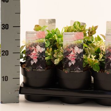 Trachelospermum 'Chameleon'