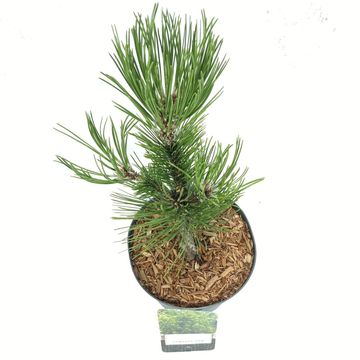 Pinus heldreichii 'Compact Gem'