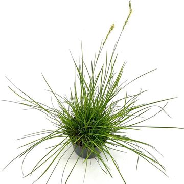 Sesleria autumnalis