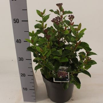 Viburnum tinus 'Lisarose'