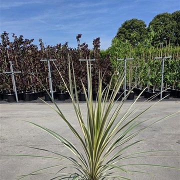 Cordyline australis 'Torbay Dazzler'