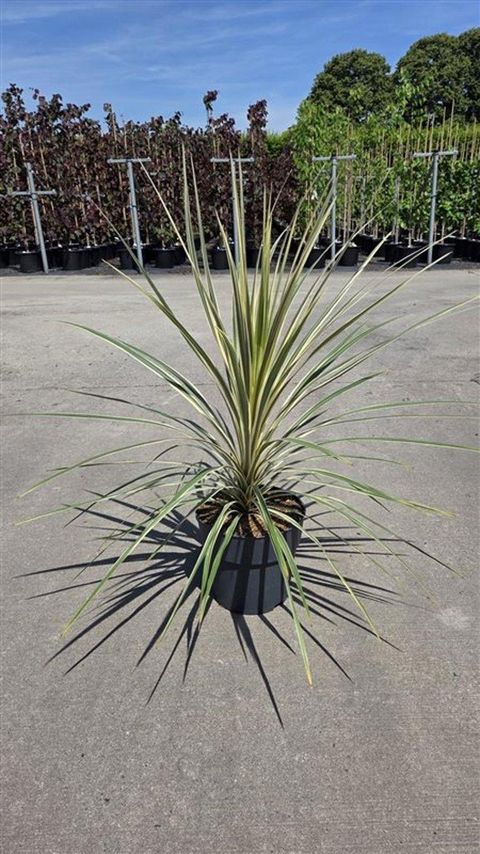 Cordyline australis 'Torbay Dazzler'