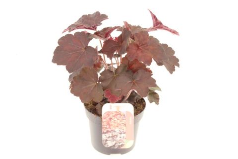 Heuchera micrantha 'Palace Purple'