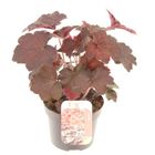 Heuchera micrantha 'Palace Purple'