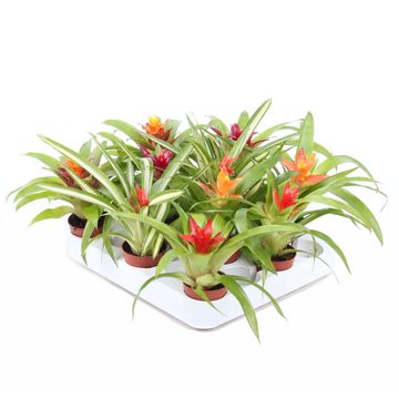 Guzmania MIX