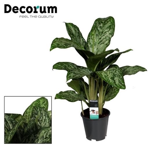 Aglaonema 'Greenlight'