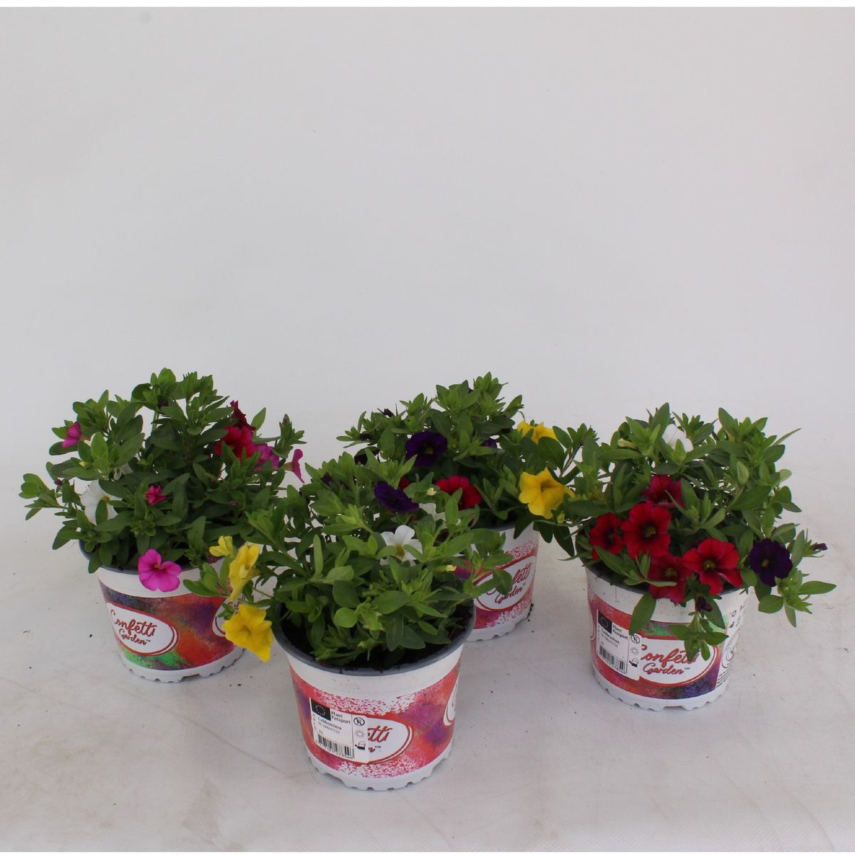 Calibrachoa MIX IN POT — Plant Wholesale FlorAccess