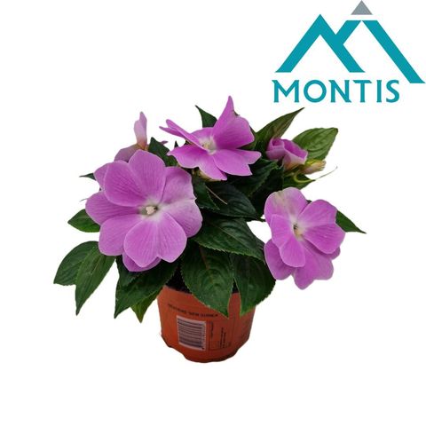 Impatiens COLORPOWER LAVENDER