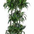 Dracaena fragrans 'Dorado'