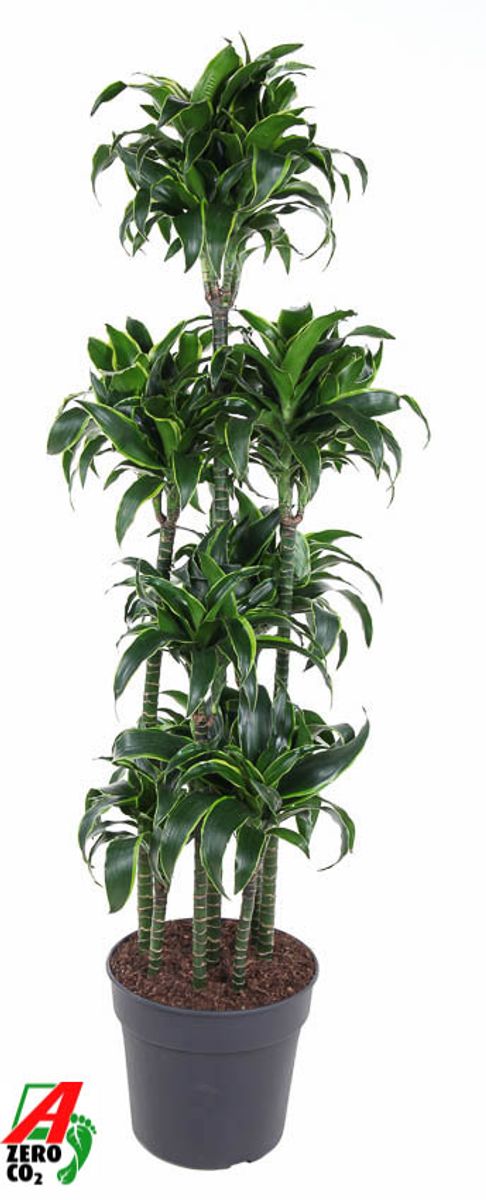 Dracaena fragrans 'Dorado' en Terra Cotta main image 1