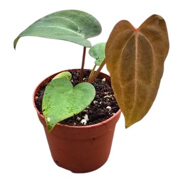 Anthurium Dark Phoenix x Papillilaminum