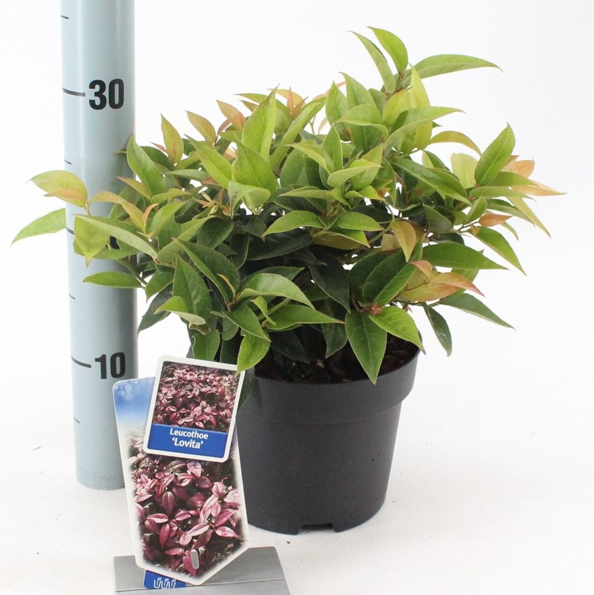 Leucothoe LOVITA (P17 cm H30 - 40 cm) – Plant Wholesale FlorAccess