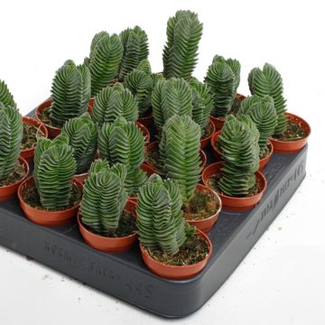 Crassula 'Buddha's Temple'