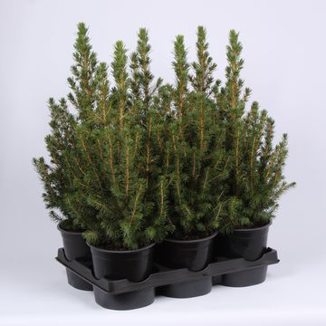 Picea glauca 'Conica'