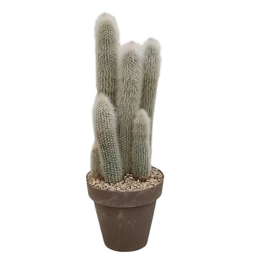 Cleistocactus straussii