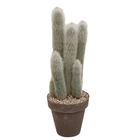 Cleistocactus straussii