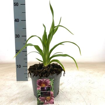 Hemerocallis 'Little Missy'