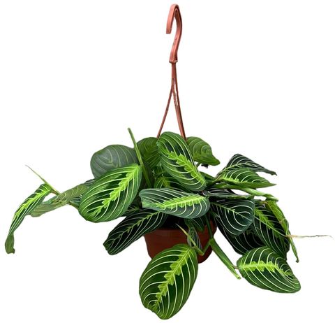 Maranta leuconeura 'Lemon Lime'