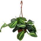 Maranta leuconeura 'Lemon Lime'