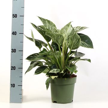 Filodendron BIRKIN / WHITE MEASURE