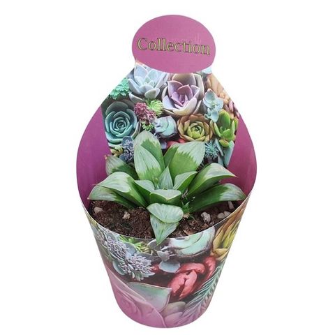 Haworthia mutica 'Byakuya'