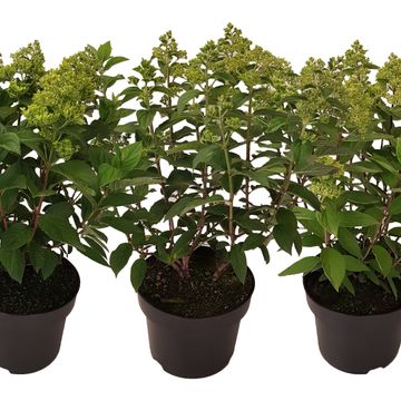 Hydrangea paniculata MIX