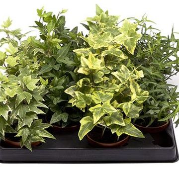 Hedera helix MIX