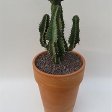 Euphorbia cooperi