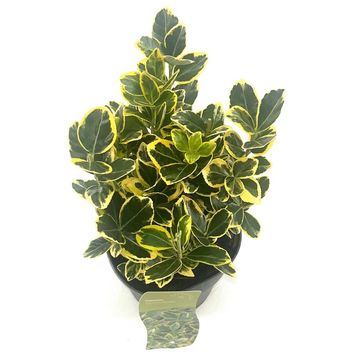 Euonymus japonicus MARIEKE