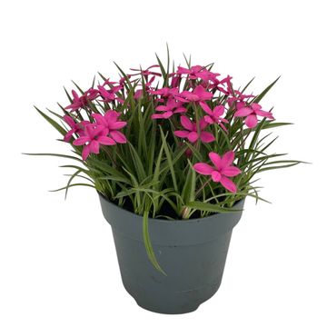 Rhodohypoxis PINK