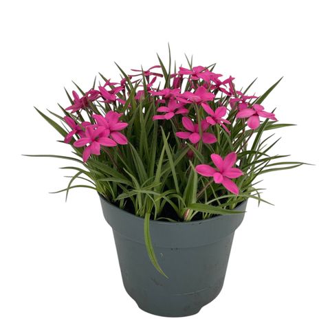 Rhodohypoxis PINK
