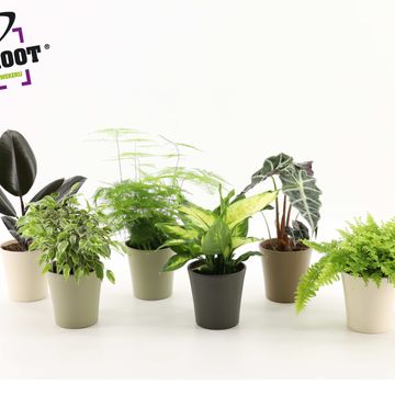 Plantes d'interieur MIX