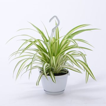 Chlorophytum comosum 'Вариегатум'