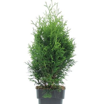 Thuja occidentalis 'Holmstrup'